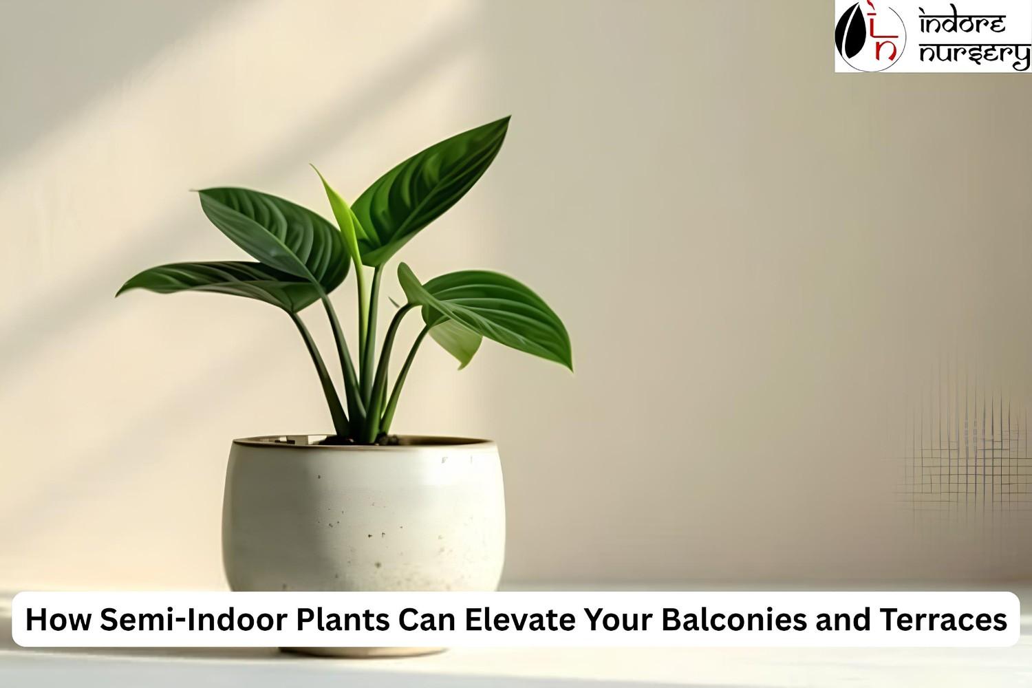 How Semi-Indoor Plants Can Elevate Your Balconies and Terraces