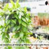 Best Varieties of Hanging Plants for Low Light Homes
