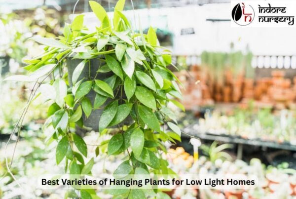Best Varieties of Hanging Plants for Low Light Homes
