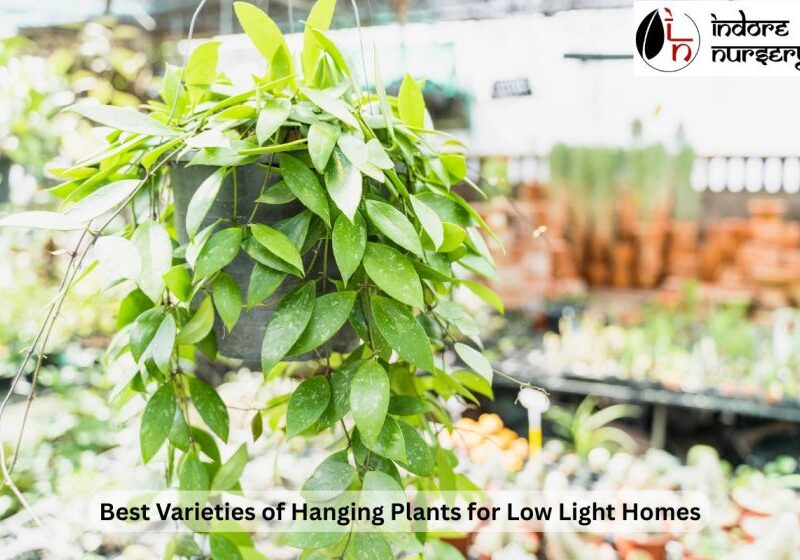 Best Varieties of Hanging Plants for Low Light Homes