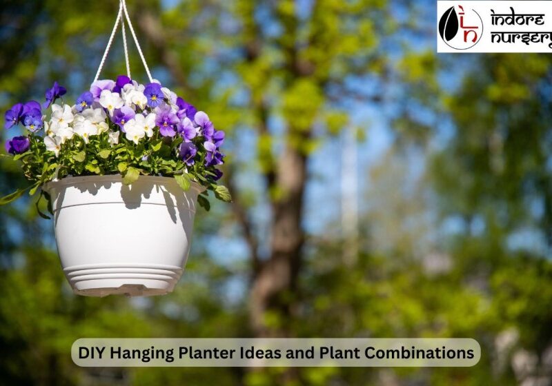DIY Hanging Planter Ideas and Plant Combinations