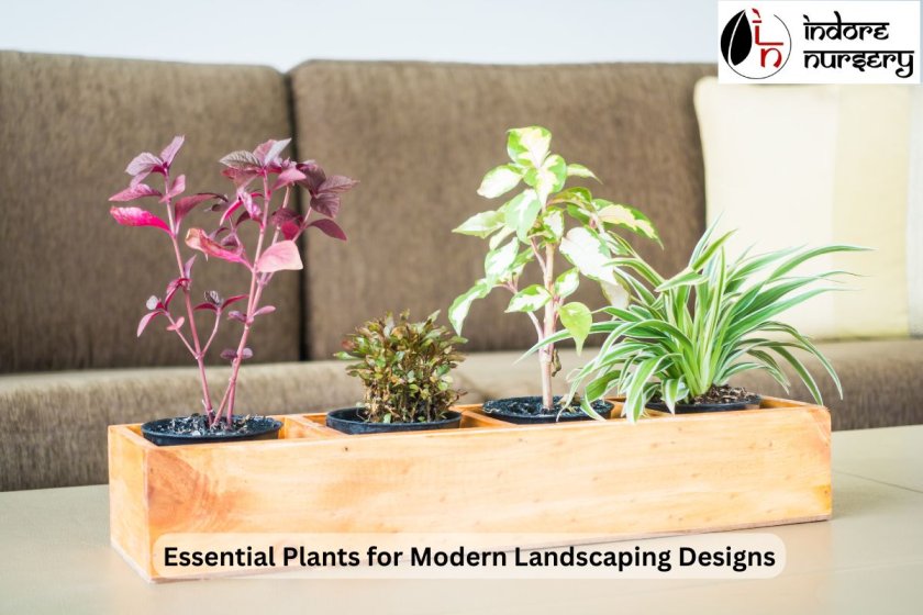 Essential Plants for Modern Landscaping Designs