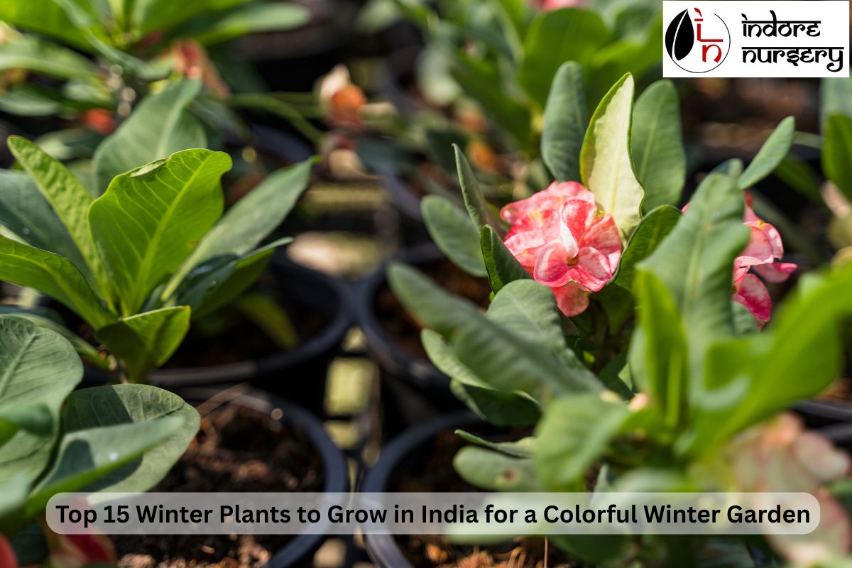 Top 15 Winter Plants to Grow in India for a Colorful Winter Garden