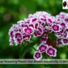 Top Flowering Plants