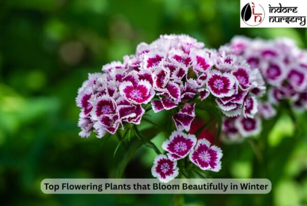 Top Flowering Plants