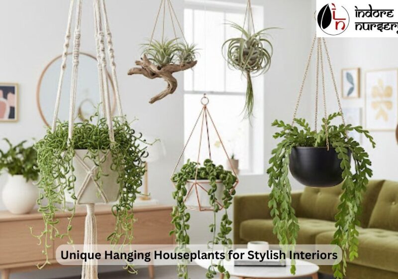 Unique Hanging Houseplants for Stylish Interiors