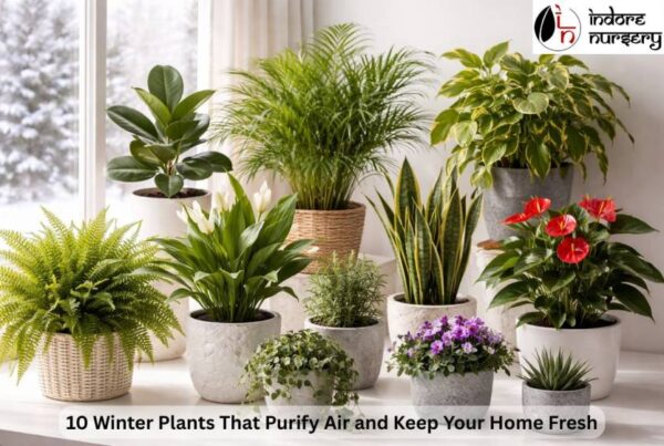 10 winter plants