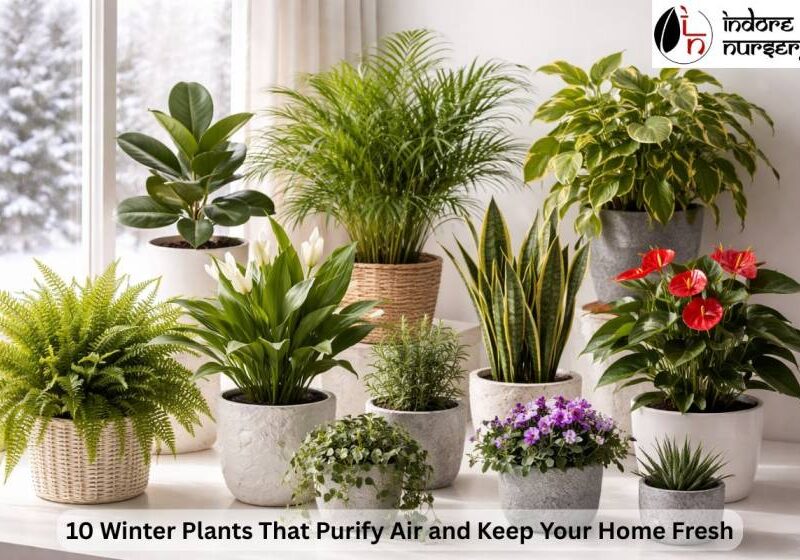 10 winter plants