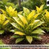 croton lemon plants