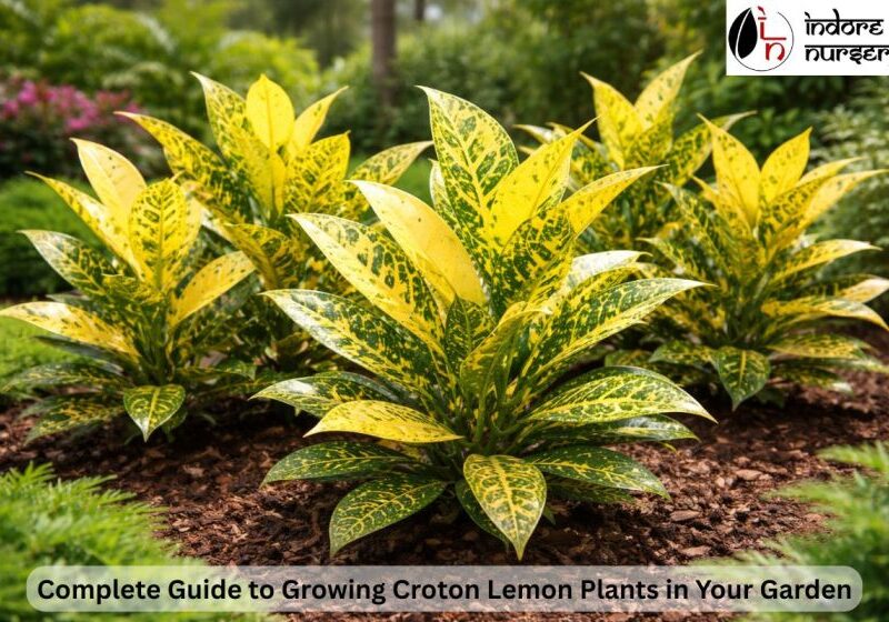 croton lemon plants