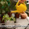 How Much Should You Water Plants in Winter