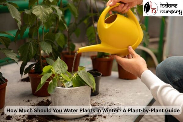 How Much Should You Water Plants in Winter
