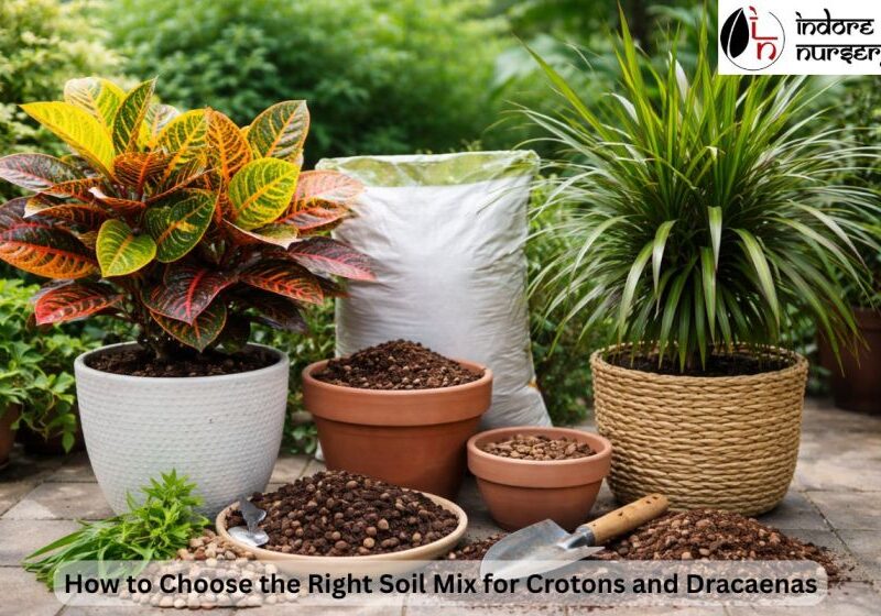 How to Choose the Right Soil Mix for Crotons and Dracaenas
