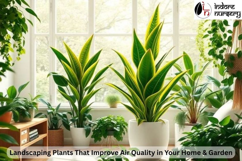 Landscaping Plants That Improve Air Quality in Your Home & Garden