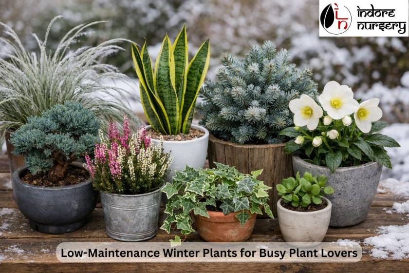 Low-Maintenance Winter Plants for Busy Plant Lovers