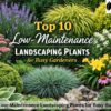 landscaping plants