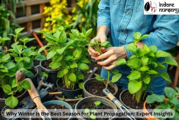 seasonal plants in indore