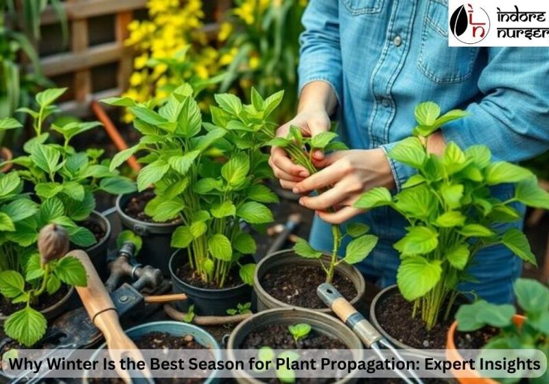 seasonal plants in indore