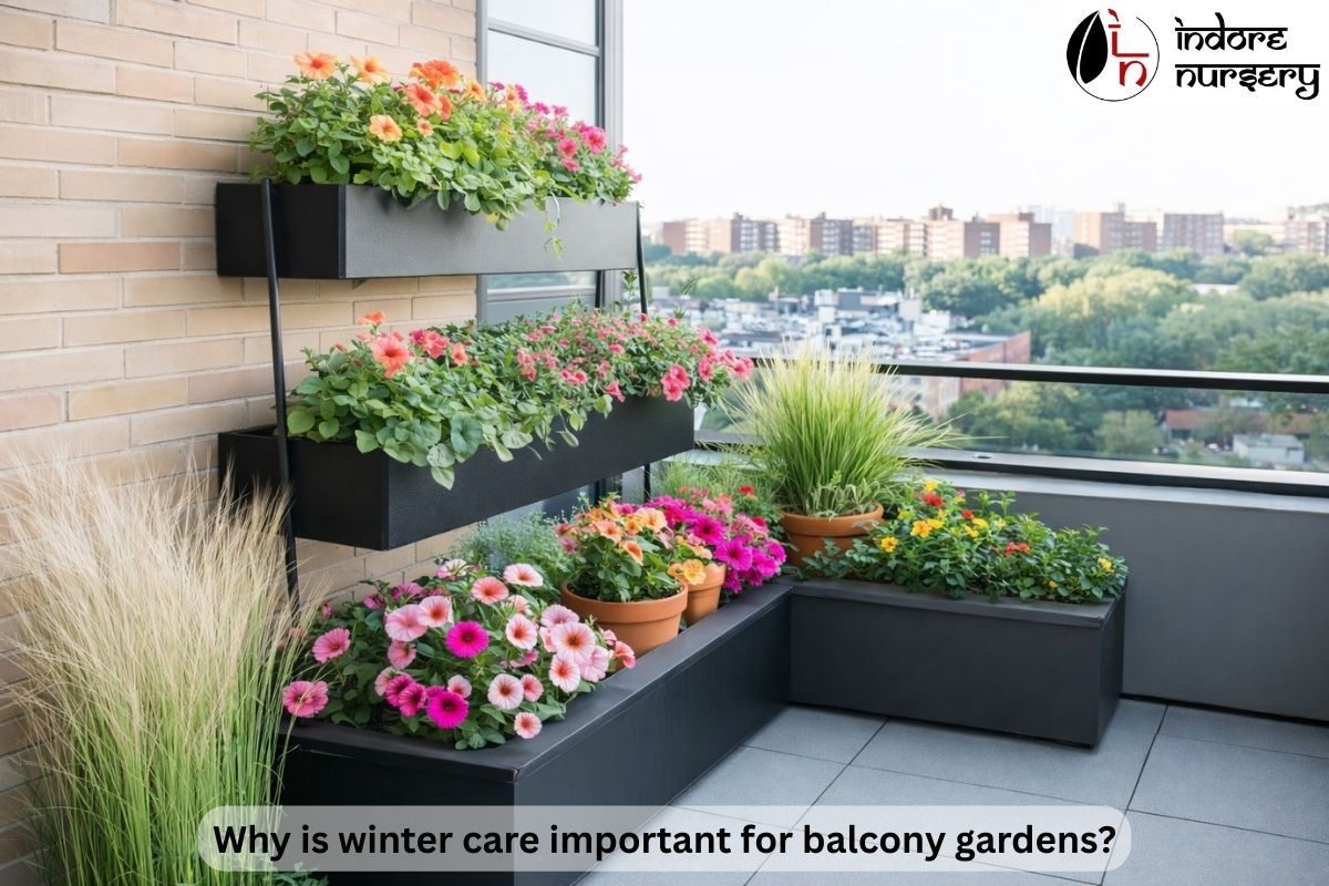 Why is winter care important for balcony gardens?