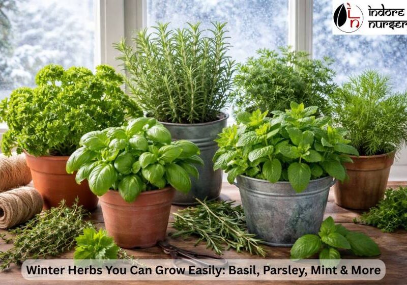 winter herbs