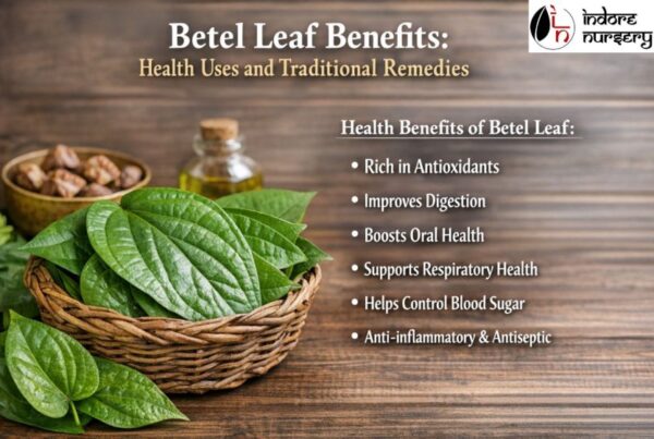 betel leaf plants