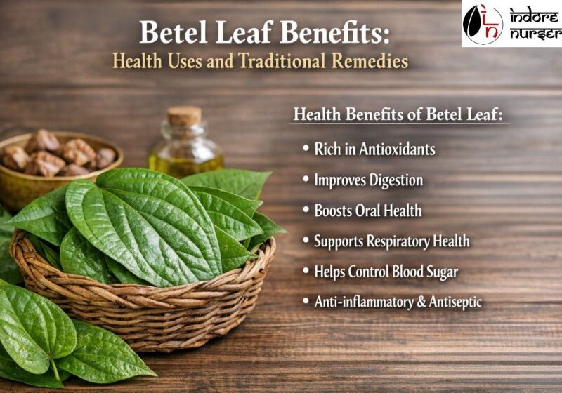 betel leaf plants