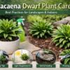 Dracaena Dwarf Plant Care: Best Practices for Landscapes & Indoors
