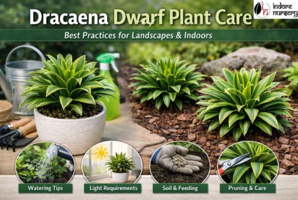 Dracaena Dwarf Plant Care: Best Practices for Landscapes & Indoors