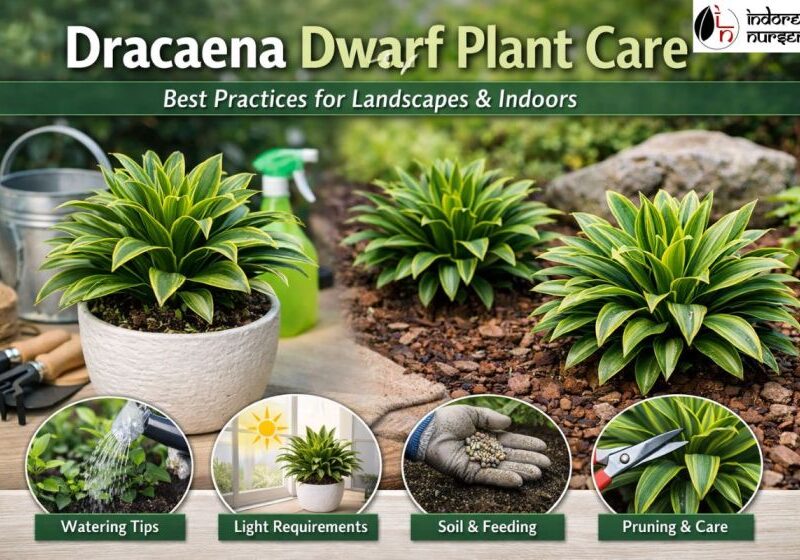Dracaena Dwarf Plant Care: Best Practices for Landscapes & Indoors