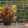 croton mammy