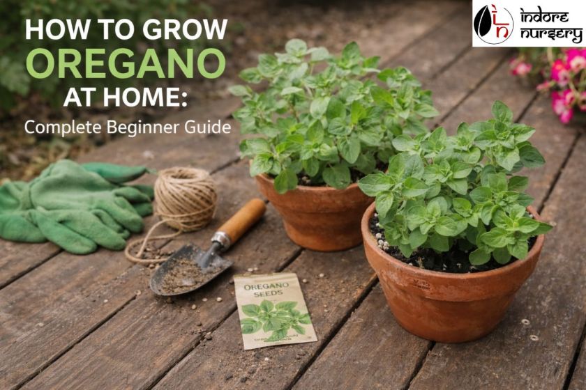 How to Grow Oregano at Home: Complete Beginner Guide