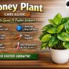 Money Plant Care Guide: How to Grow It Faster Indoors