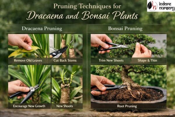 Pruning Techniques for Dracaena and Bonsai Plants