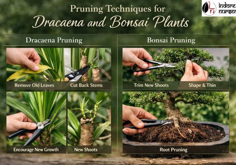 Pruning Techniques for Dracaena and Bonsai Plants