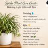 spider plant care guide