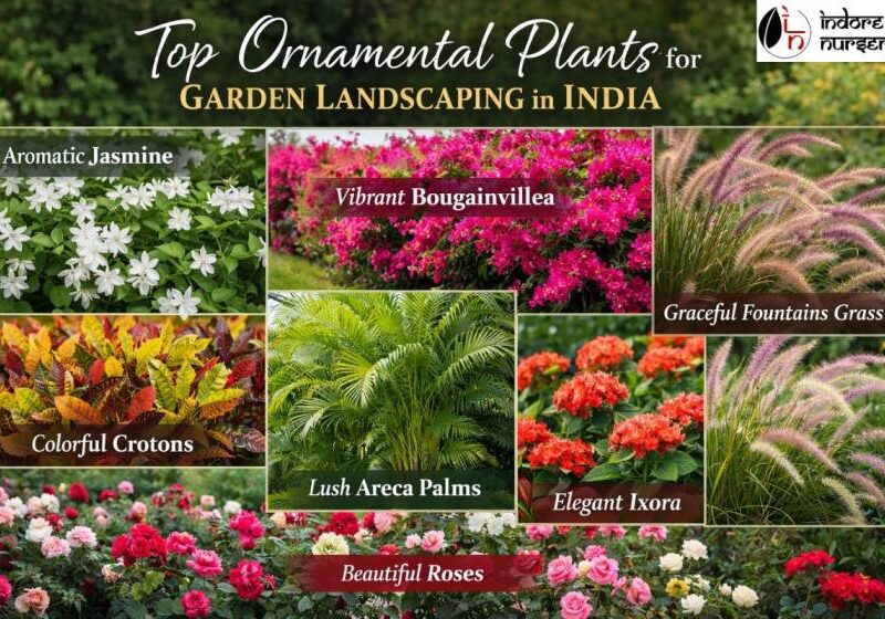 Top Ornamental Plants for Garden Landscaping in India