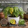 Why is My Broken Heart Plant Drooping