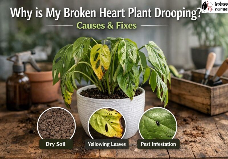 Why is My Broken Heart Plant Drooping